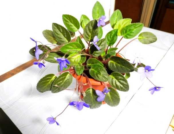 Violete de Parma mov, curgătoare, roz, albastră și albastru cu alb