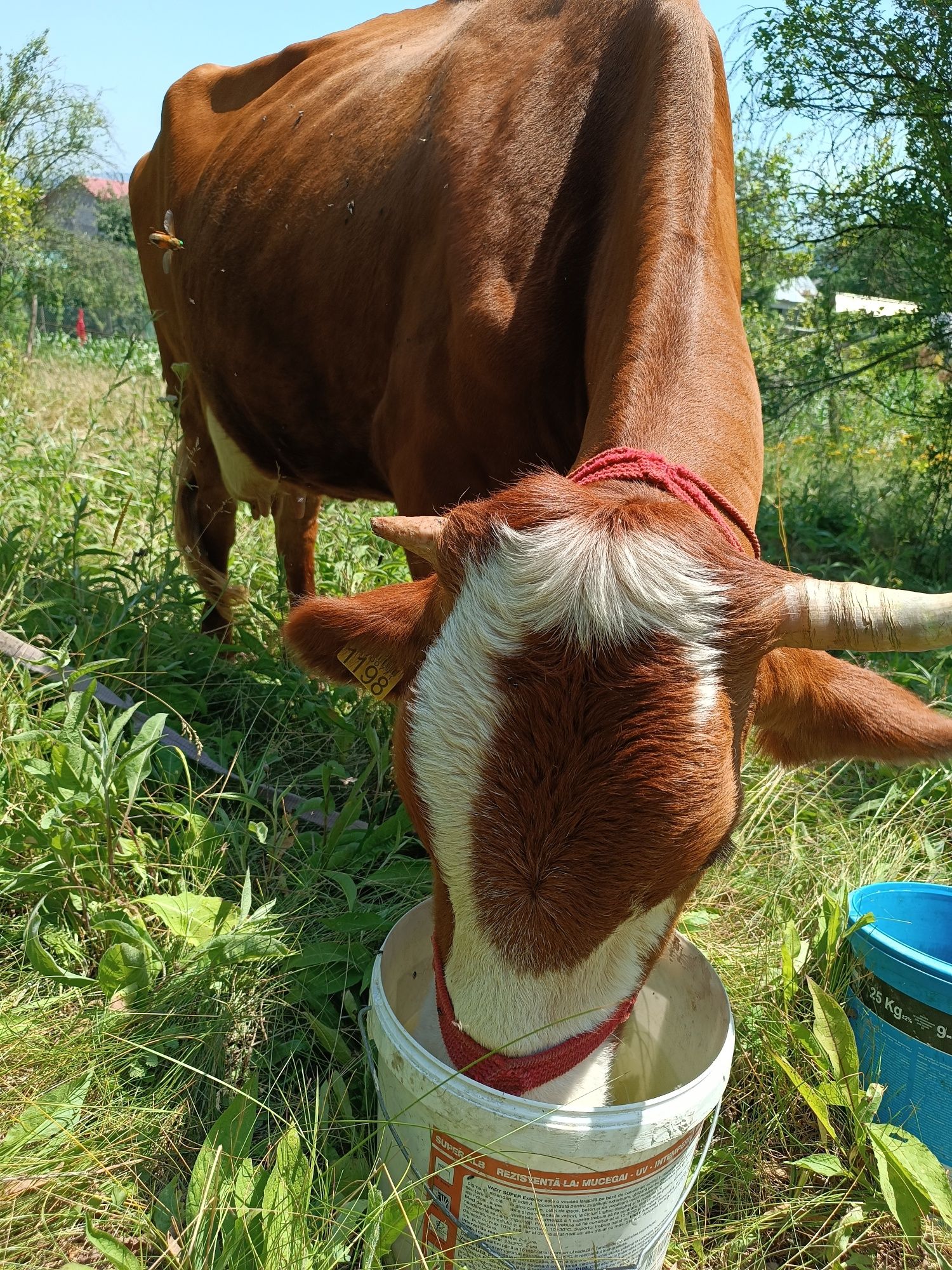 Vacă de vânzare – rasă mixtă, productivă și blândă