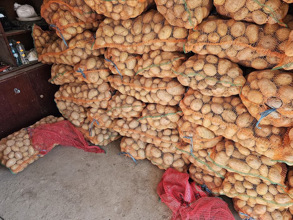 Cartofi albi soraia si alegria