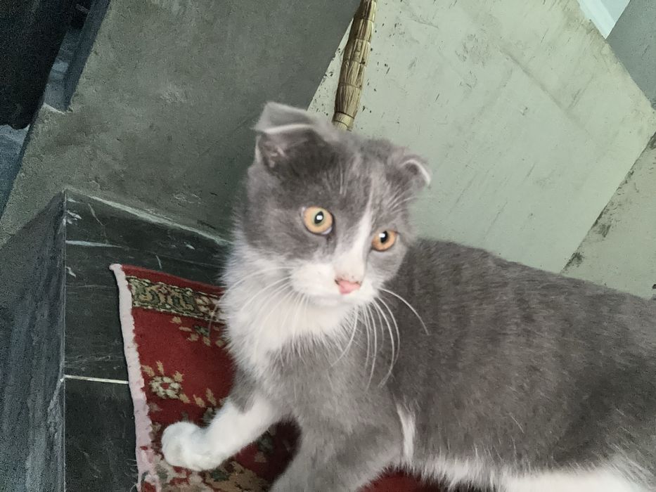 Кошка породистая