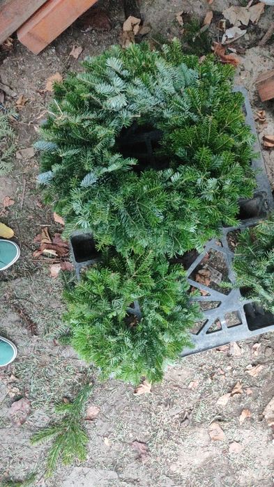 Coronite ,Coroane, ghirlande ,  Brad Natural