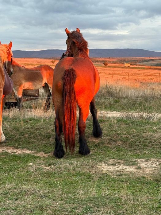 Cai mânji de vânzare
