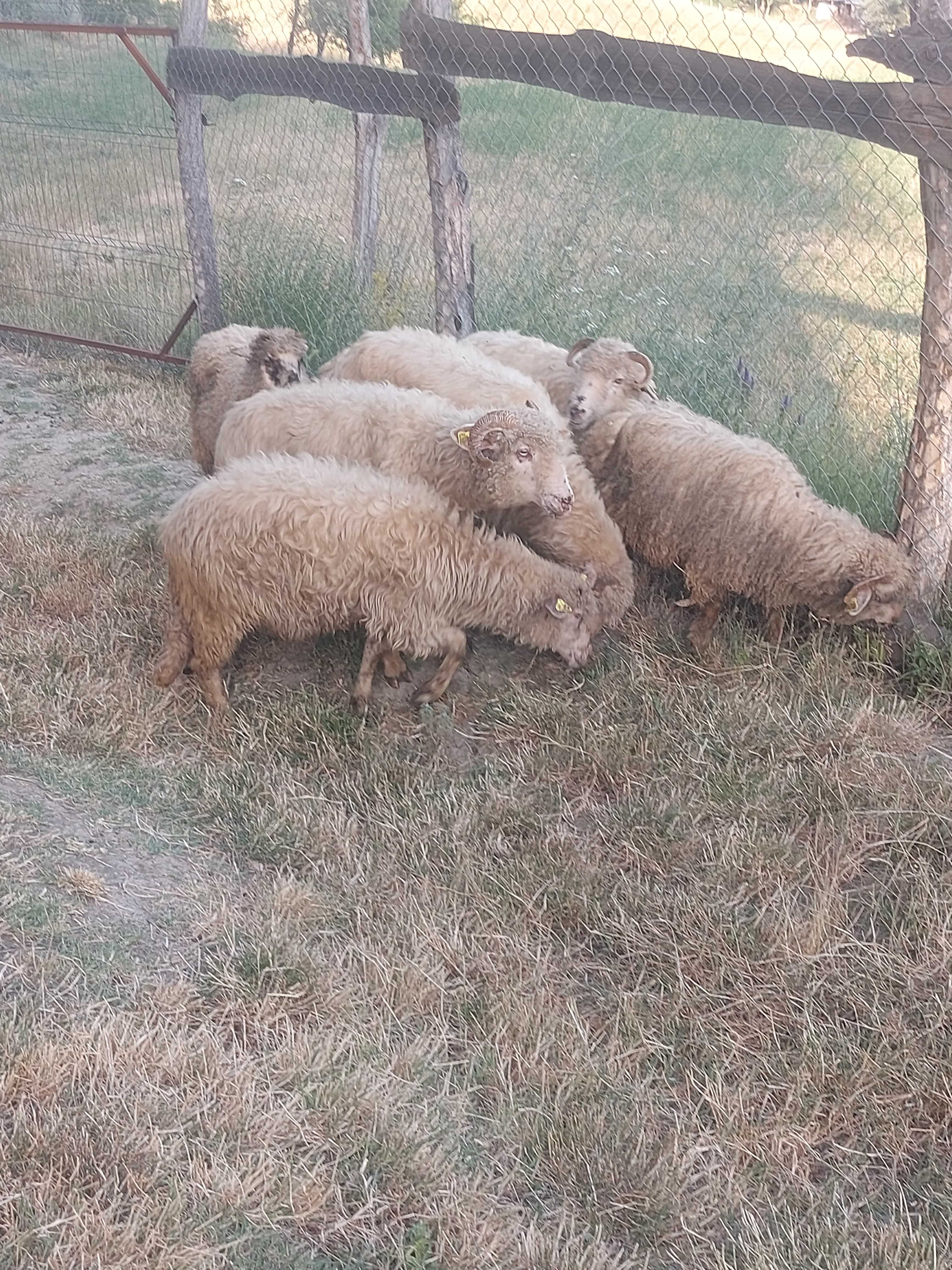 Vand 5 oi si 2 miei