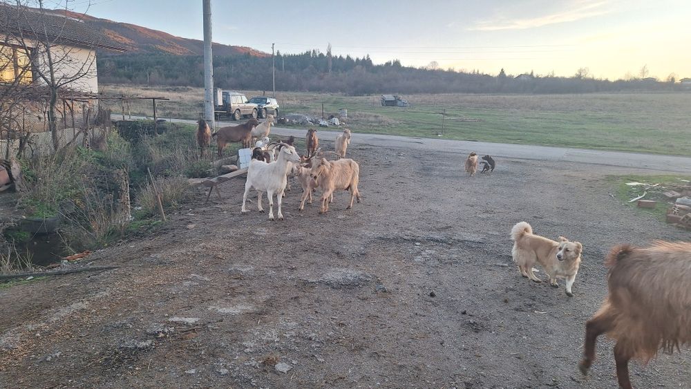 Кози и ярета за клане или домазлък