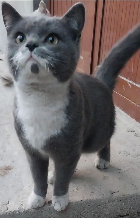 Skotish strayt zotlik uy mushgi