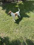 Caine de trufe albe si negre Jack Russell terrier