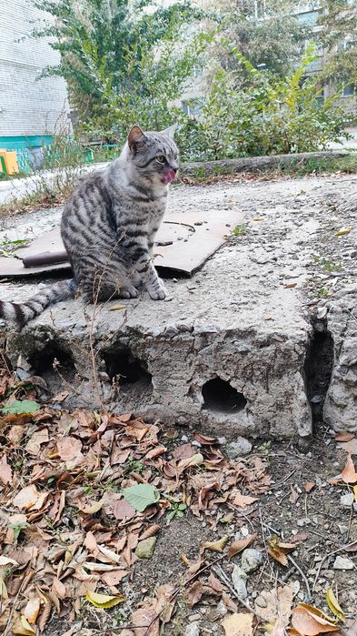 Отдам кота не бродячий