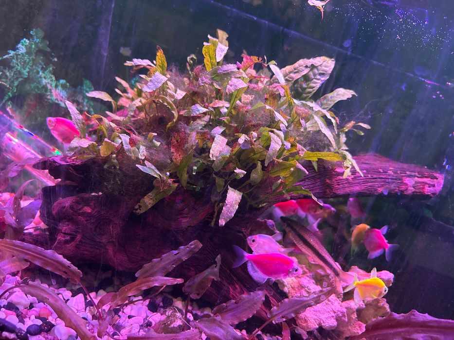 Аквариум 84 литра - отлично състояние