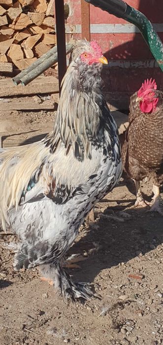 Cocos incaltat motat barbos!