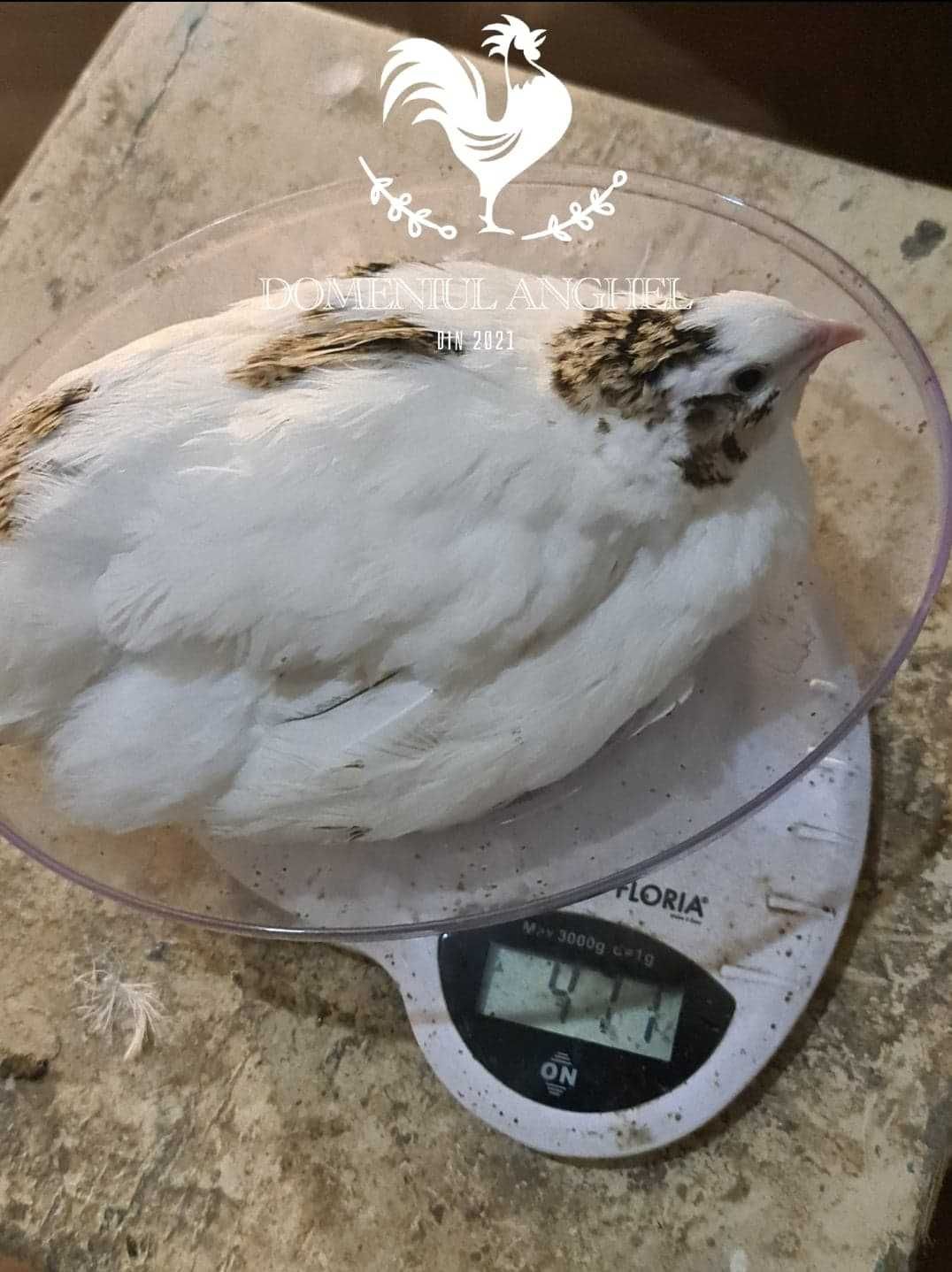 Ouă de prepeliță pentru incubat