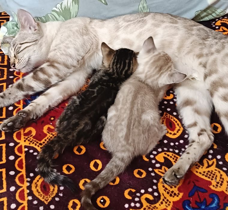 Бенгальские котята