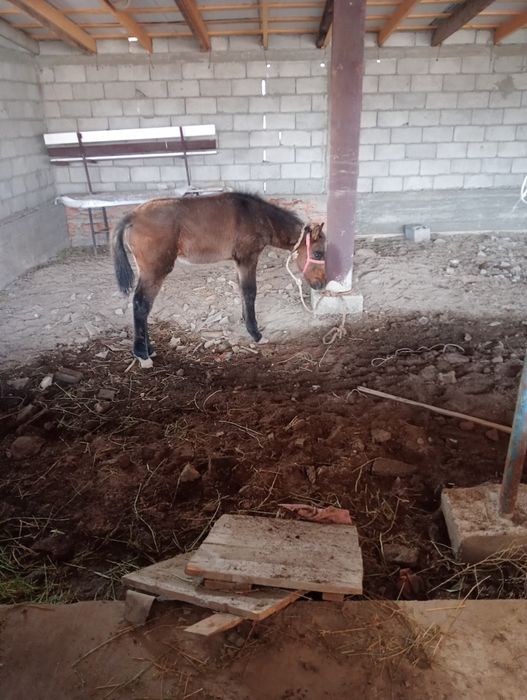 Жуас, мінгі, екі туған  сауын бие сатылады.