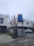 Tăiere Copaci De Mari Dimensiuni/Defrișări Rapid.