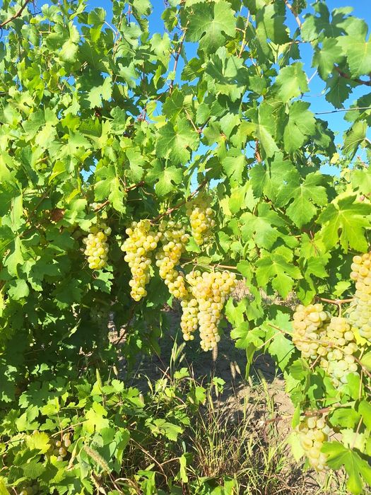 Struguri pentru Vin – Tâmboiești, Vrancea  Producător