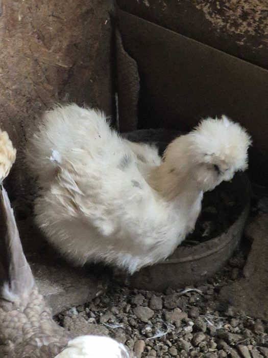 Pereche Matase japoneza