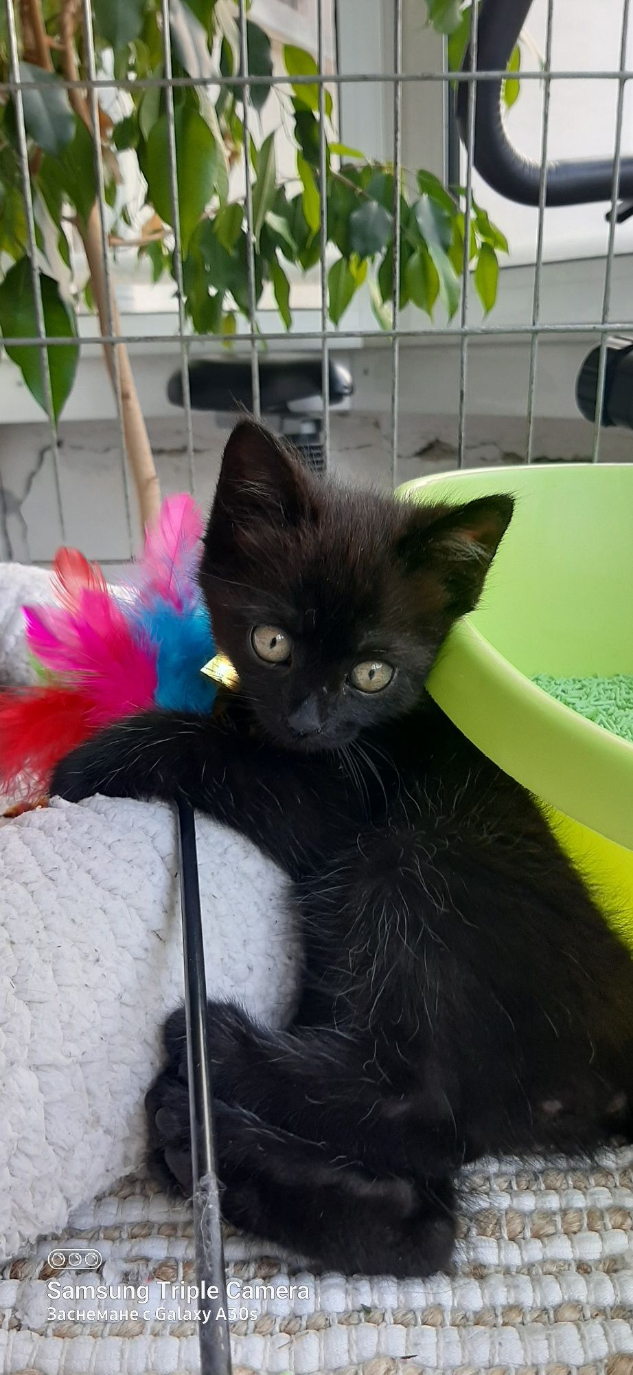 Мъжко коте Неро на 2 месеца търси дом