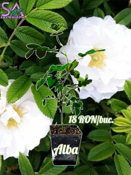 Trandafiri Dulceata,Lavanda Angustifolia Sevtopolis