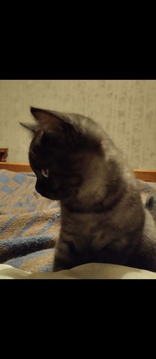 Британскии привитые