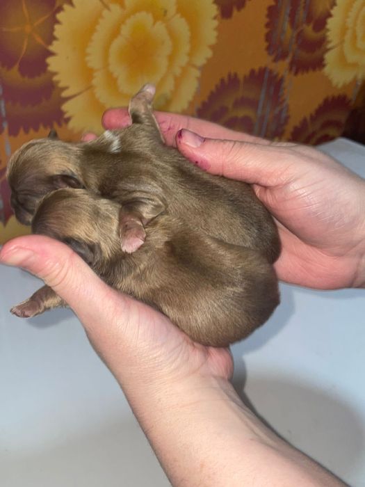 Щенки пекинеса бронь