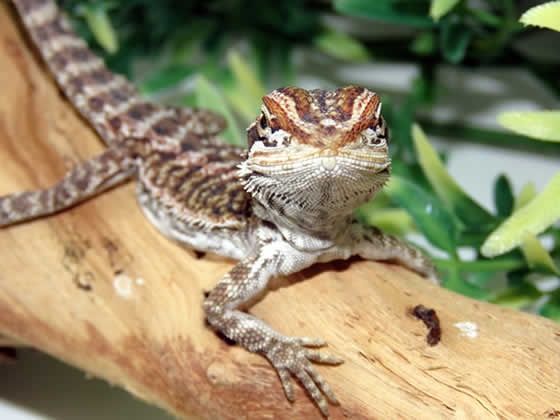 Agame cu barba (pogona vitticeps)