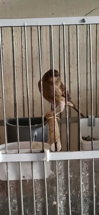 Кенар от привозных, 7 мес, красное дерево цвета