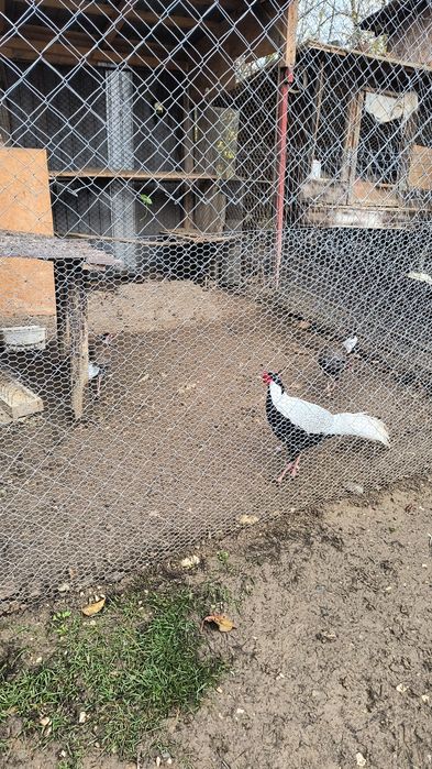 Fazani argintii tineri și bătrâni