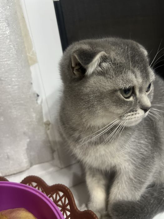 Sotuvda fold qizcha 1.5mln  Urganchda