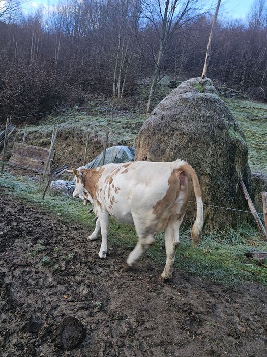 Vaca gestanta in 5 luni