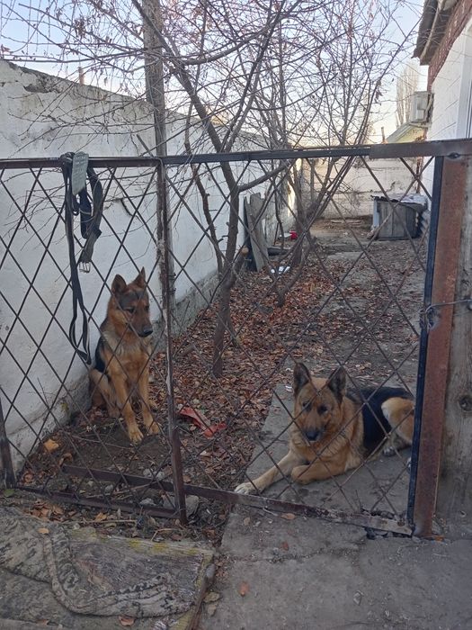 Продам овчарки сучка и кабель немцы город шу