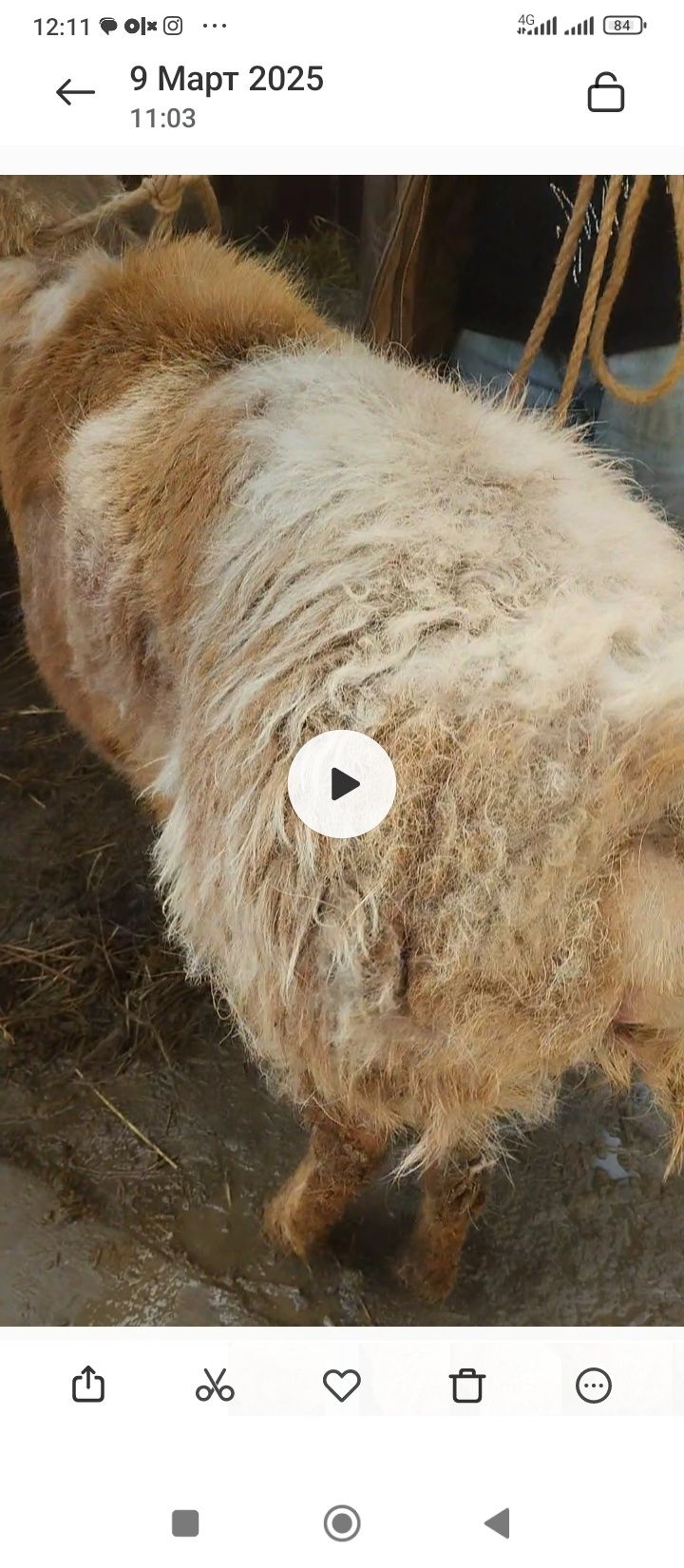 Гисар кошкар сатам ек жасар