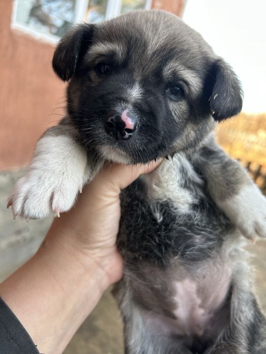 Отдам щеночка девочка в добрые руки