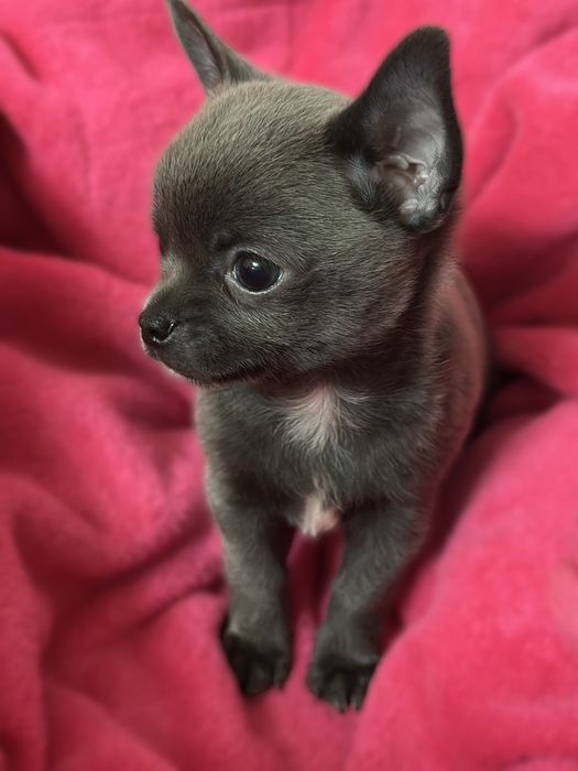 Продается Чихуахуа Мини