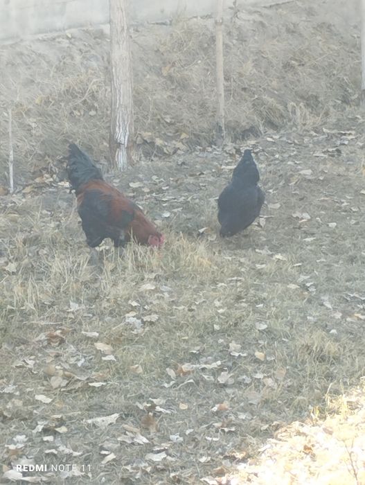 Продается куры...