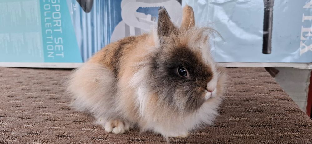 Vând iepurasi rex și cap de leu