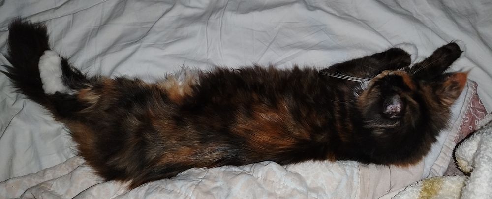 Fetita Maine Coon XXL