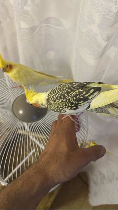 Vând nimfe plus colivie