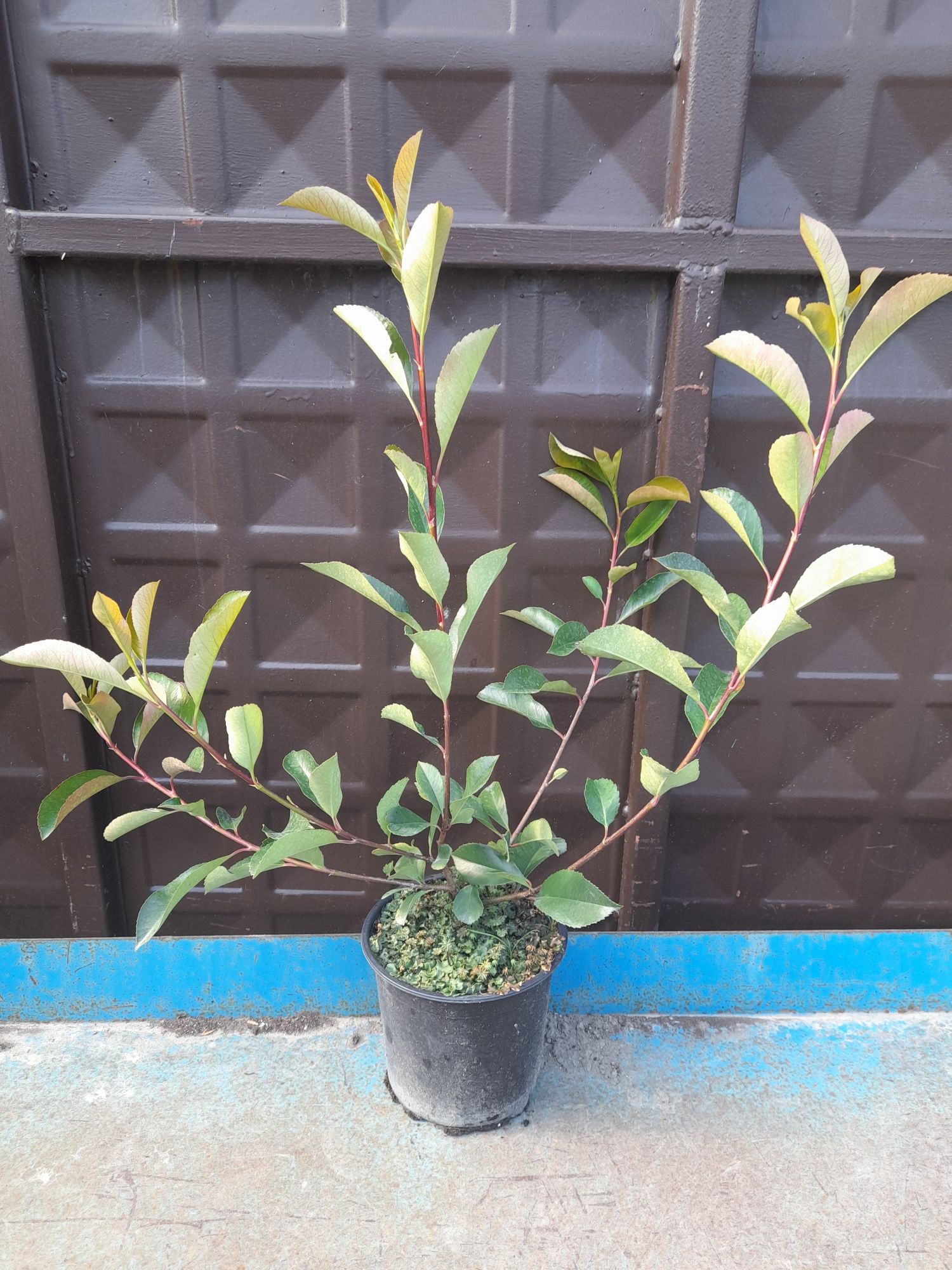 Фотиния-(Photinia Red Robin)