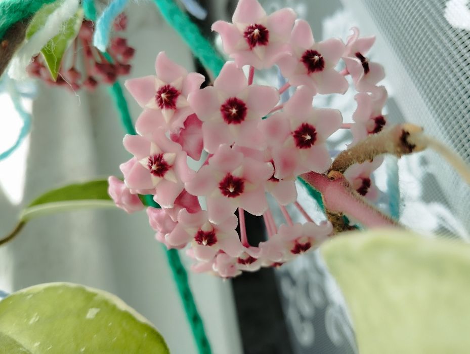 Хойя карноза ( 500-700тг)