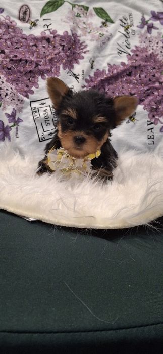 Йоркширски териер.Йорки