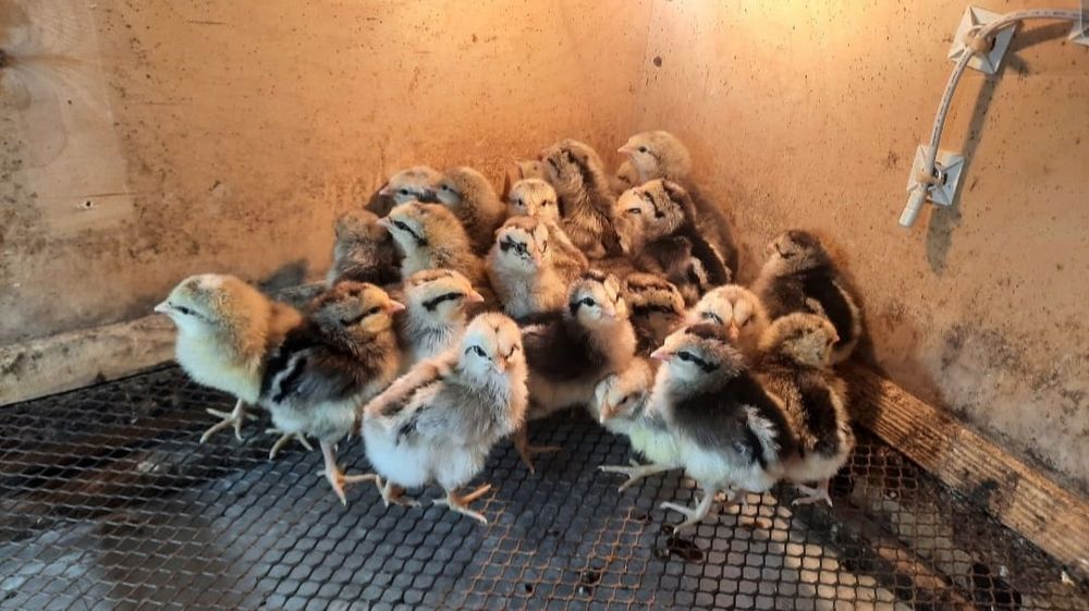 Цыплята, птицы, куры