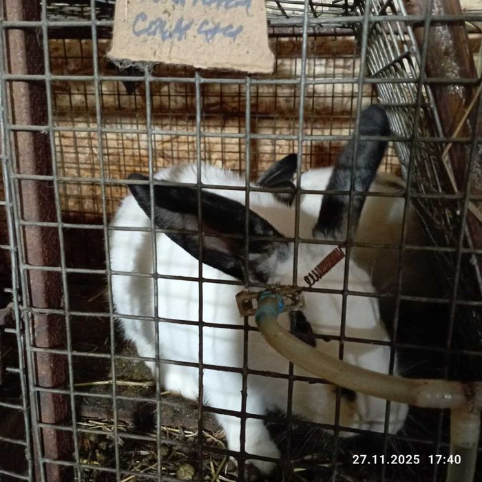 Продам кроликов от 2 мес.