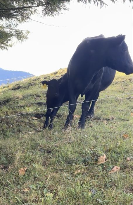 „Vând vaci Angus cu pedigree, sănătoase,rasă pură