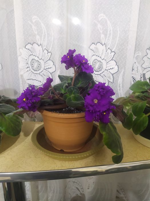 Фиалка бордовая, каланхоэ розовый, кактусы, горшки цветочные