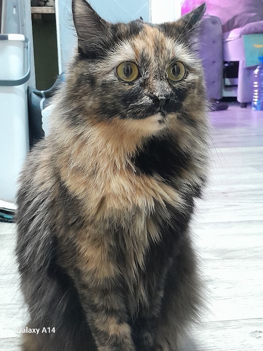 Отдам кошечку в добрые  руки