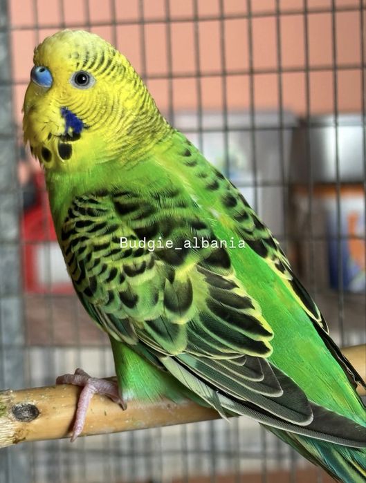 Valnisti Tayyor Para Sotiladi