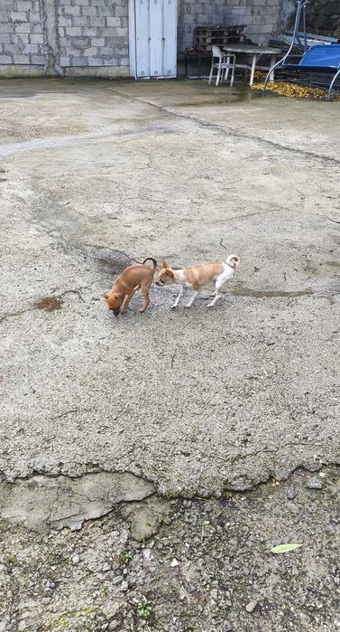 Продавам кучета Чихуахуа