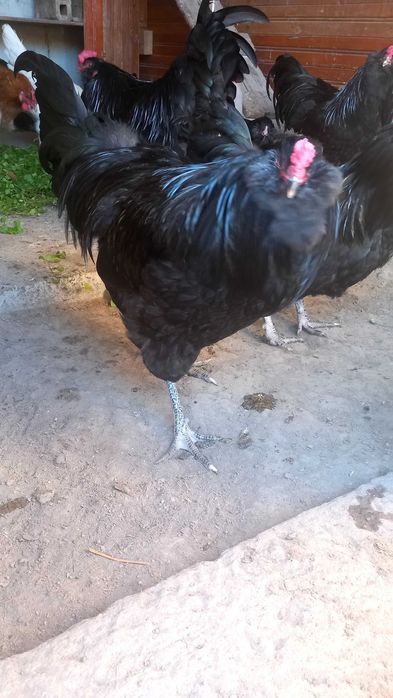 Петли Араукана 4 броя