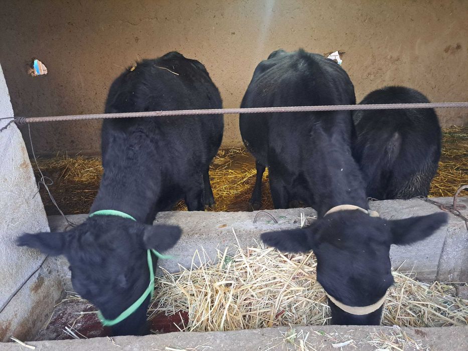 Zotdor Angus mollar sotiladi.