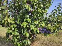 Prune de masă soiul Eduard
