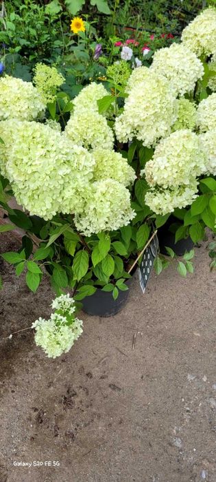 HORTENSII de gradina. Paniculata, Macrophylla diverse culori si soiuri